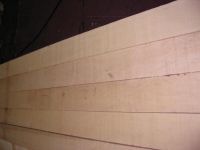 Birch Wood
