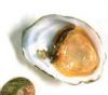 *NEW* ABALONE Limpet