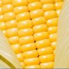 YELLOW CORN @US$220/MT FOB