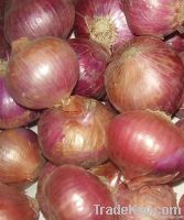 Fresh Red Onion