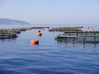 Fresh Sebass And Seabream