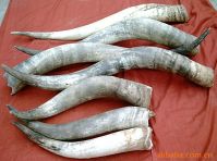 We Need COW HORN FULL LENGTH