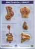 3D anatomical chart