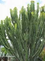 GIANT CACTUS SPECIES 1 ORNEMENTAL PLANTS