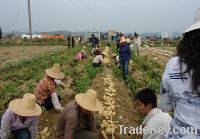 fresh potatoes, carrot, ginger, food ingredients, food raw materials