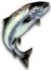 Frozen Salmon Products