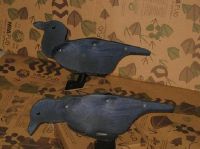 BLACK CROW