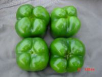 Mantian 4036 Sweet Pepper