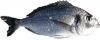 Gilthead Sea Bream
