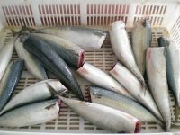 2024 new catching fresh frozen mackerel HGT cheap price high quality