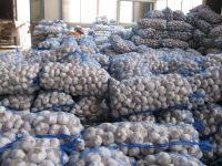 Fresh White Garlic