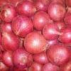 Fresh Onions