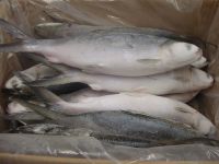 Fresh Frozen Milkfish; Whole Round Or