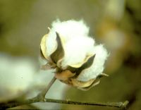 Raw Cotton