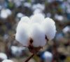 raw cotton &amp; agricalture products