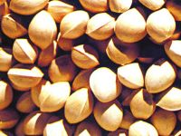 Gingo Seeds(fresh/ Dry