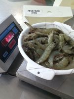 frozen vannamei shrimp