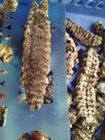 dry sea cucumber