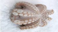 Fresh Fish Of Morocco