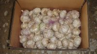 White Garlic
