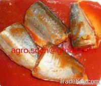 canned mackerel in tomato sauce