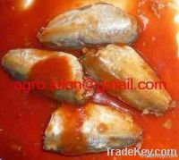 155gr canned sardine in tomato sauce