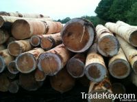Logs