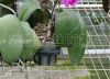 Seedbed Net