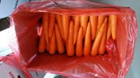 hot sale cheap carrots seller