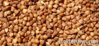 Roasted buckwheat kernel From China