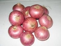 ONIONS