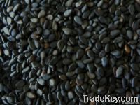 Sesame seeds