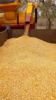 Top Grade Quality Yellow Corn And White Corn Maize Kernels Non-gmo