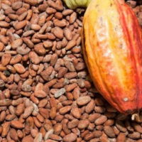 Raw Cacao Cocoa Beans Nibs Seeds Best Price, Buy Raw Cacao Cocoa Beans
