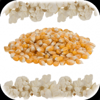 High Quality Yellow, Blue, Red, Rainbow Gourmet Mushroom and Butterfly Popcorn Kernels For Sale