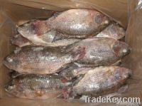 FROZEN WHOLE TILAPIA