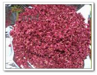 Organic Dried Rose Bud