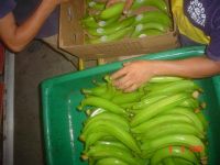 plantain