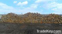 White birch logs