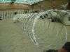 razor barbed wire