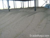 White Chickpeas
