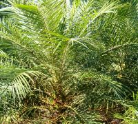 Fenix Palm and Foliage for Arrangements