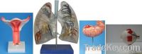 anatomical model