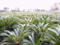 Cycas Revoluat