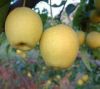 Sell FRESH FRUIT, Fresh Pear