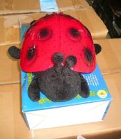 Sleeps peacefully the ladybug to throw the shadow lantern