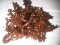 durian durian seaweed, KAPPAPHYCUS STRIATUM, Eucheuma striatum