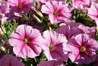 Ornamental Plants