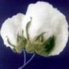 Indian Shankar-6 Raw Cotton