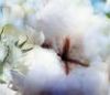 Raw Cotton Bales Indian Shakar-6